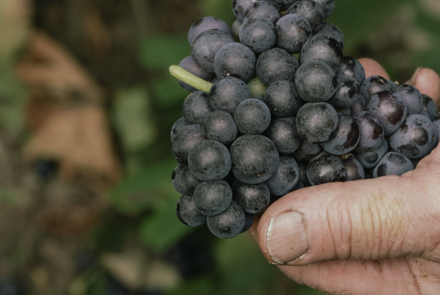 raisin noir champagne boutillier poissinet
