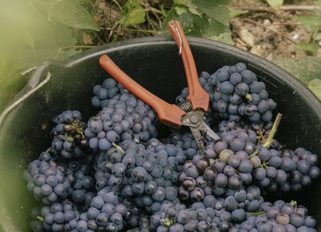 vendanges champagne